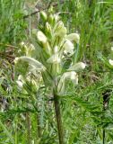 Pedicularis venusta