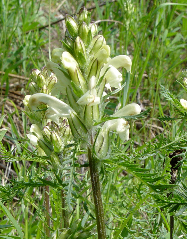 Image of Pedicularis venusta specimen.