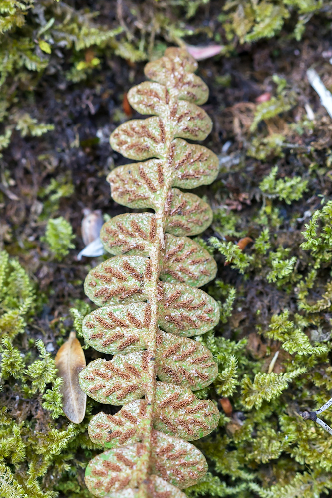 Image of Ceterach officinarum specimen.