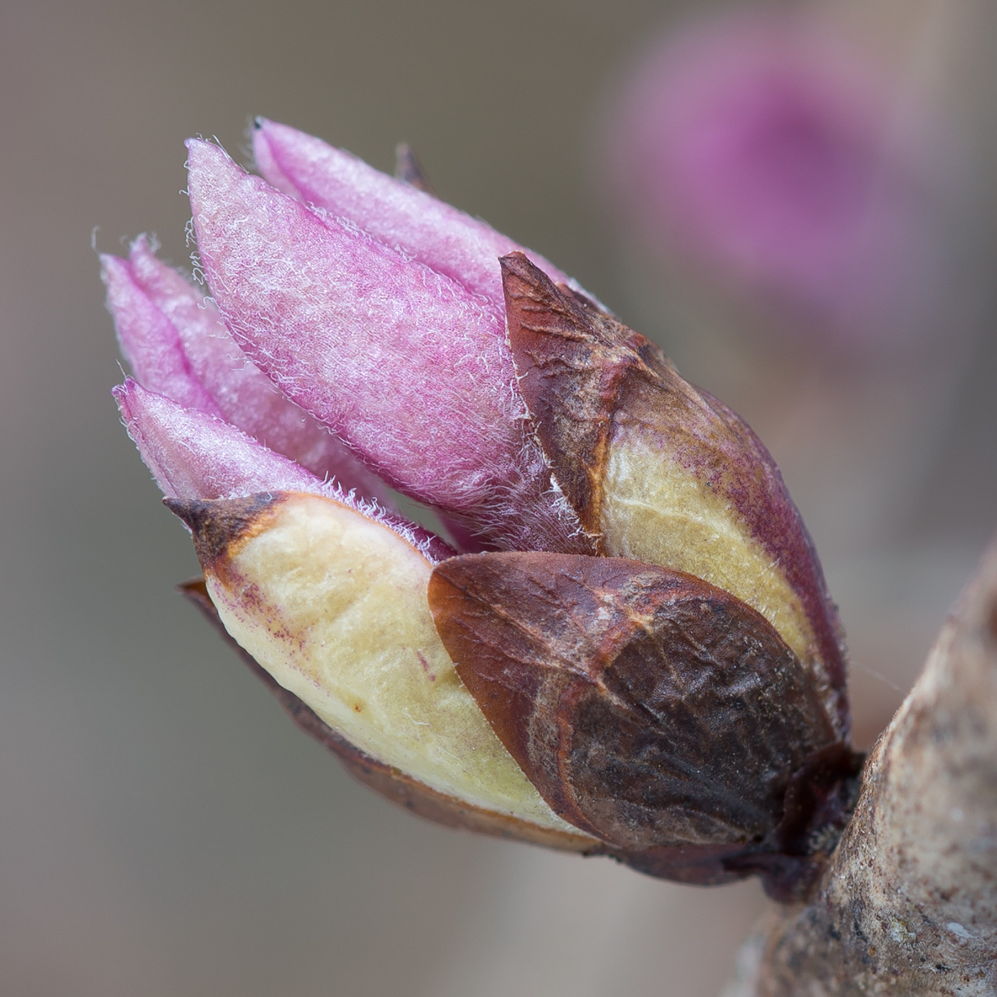 Image of Daphne mezereum specimen.