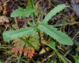 Leucanthemum ircutianum. Нижняя часть растения. Камчатский край, Елизовский р-н, горный массив Вачкажец, берег озера. 18.08.2016.