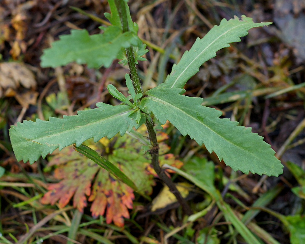 Image of Leucanthemum ircutianum specimen.