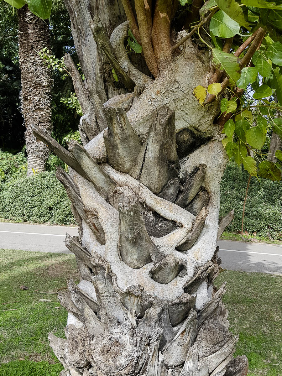 Image of Ficus religiosa specimen.