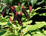 Phytolacca acinosa
