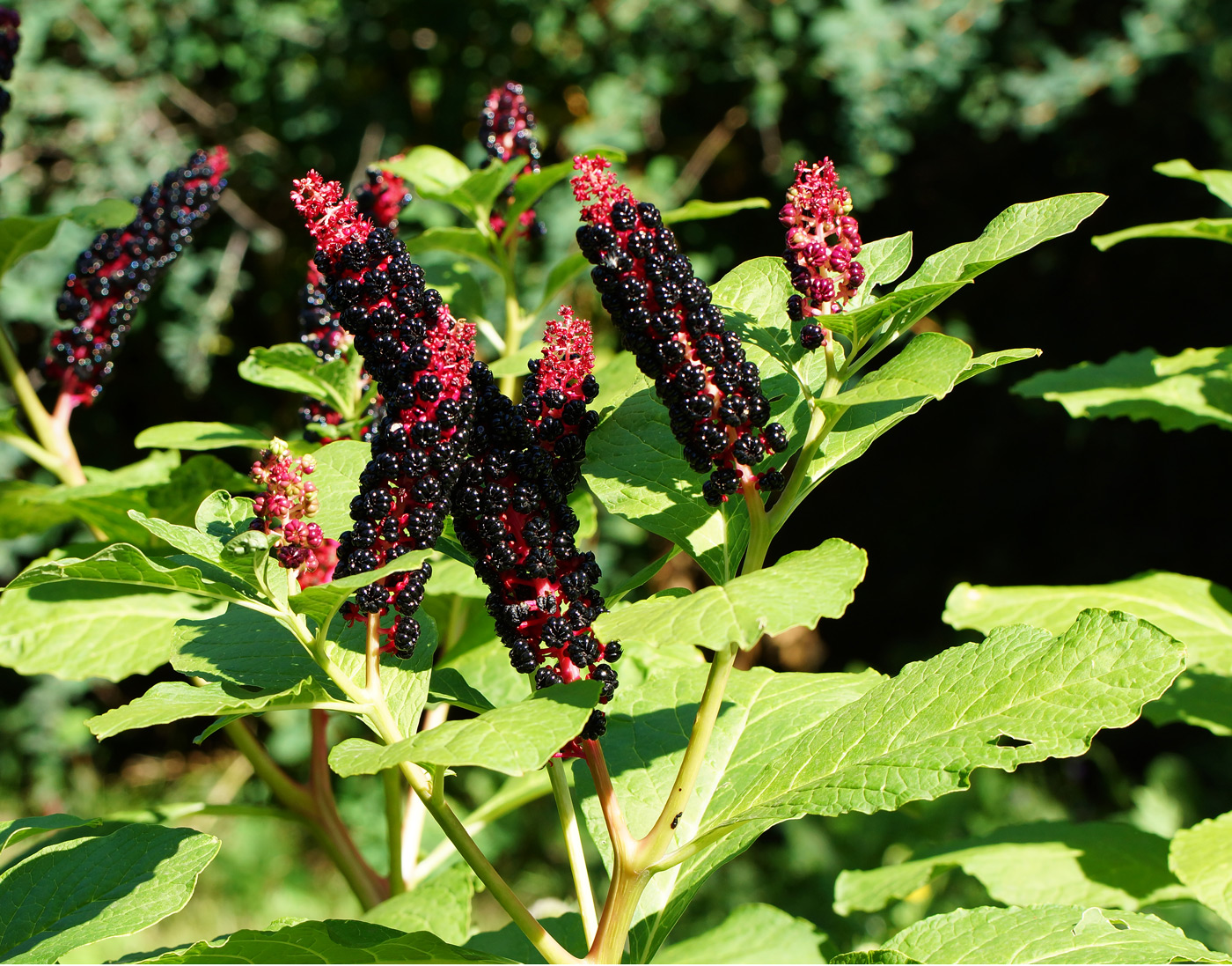 Изображение особи Phytolacca acinosa.