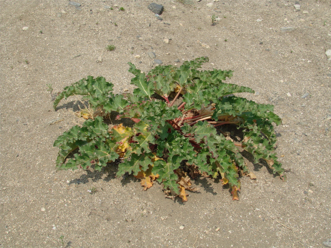 Image of Rheum rhabarbarum specimen.