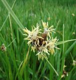 Bolboschoenus maritimus var. compactus