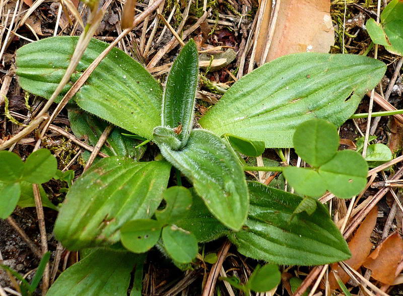 Изображение особи Plantago media.