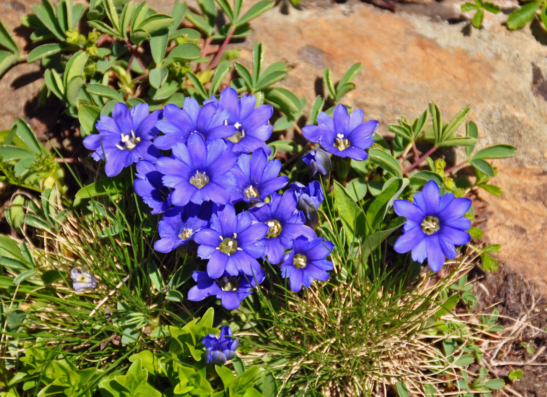 Изображение особи Gentiana dshimilensis.