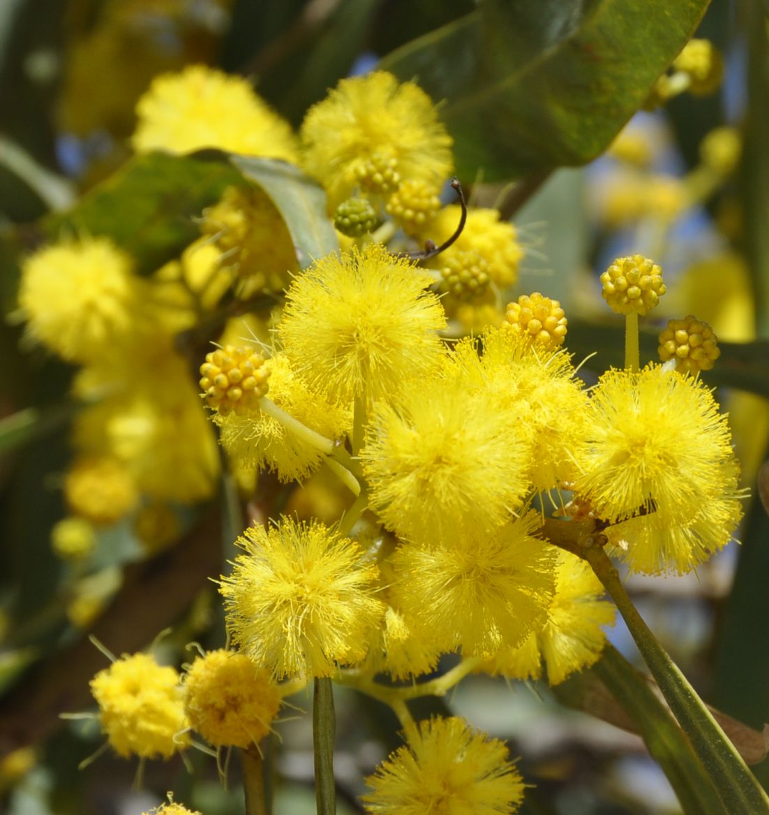 Image of Acacia saligna specimen.