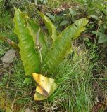 genus Anthurium