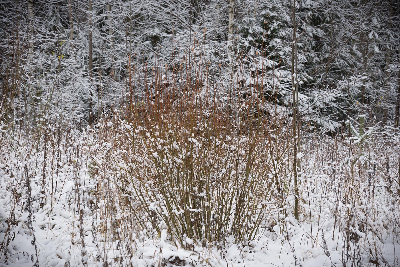 Image of Salix starkeana specimen.