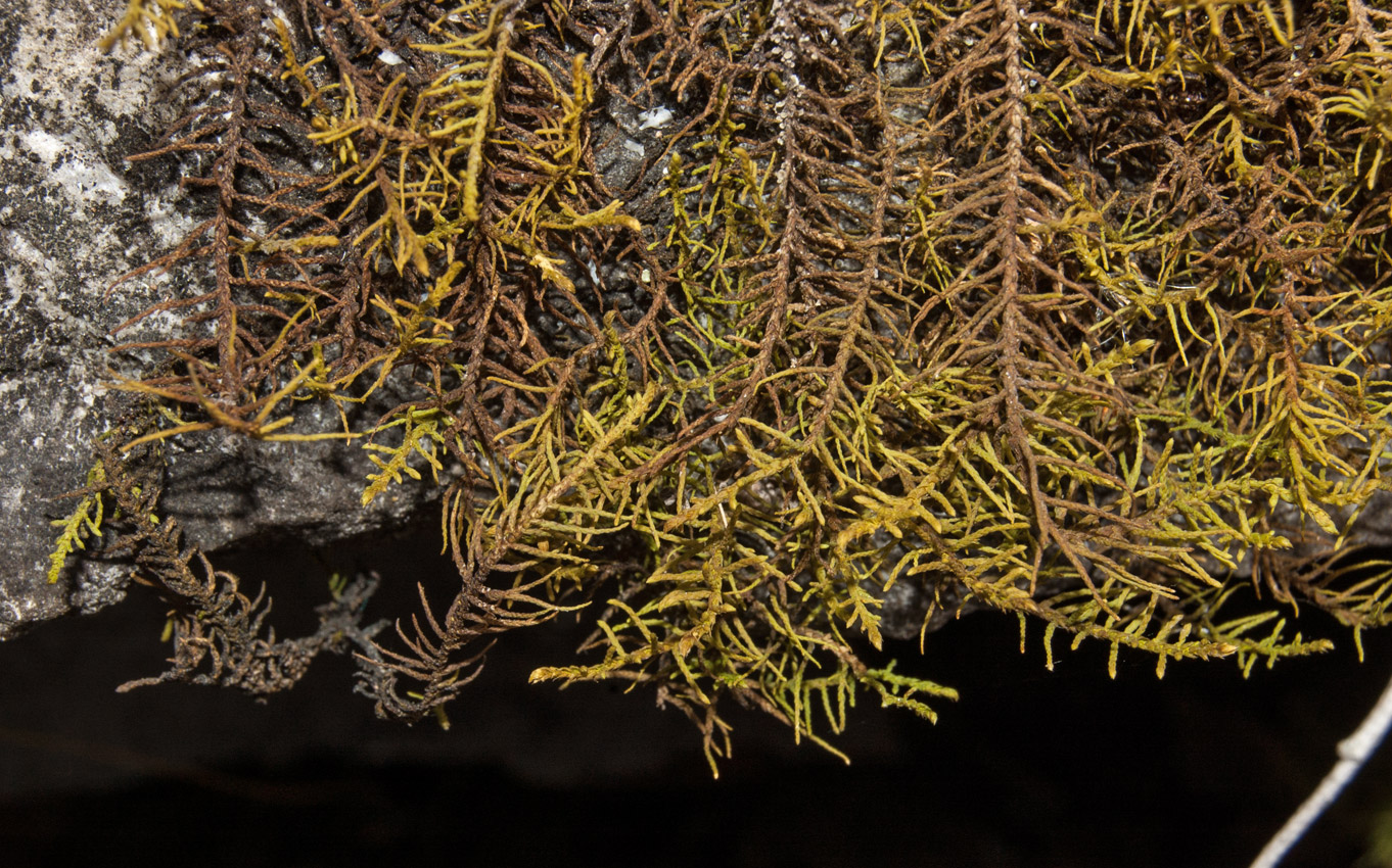 Image of Abietinella abietina specimen.