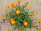 Calendula officinalis