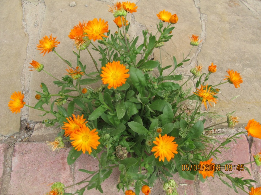 Изображение особи Calendula officinalis.