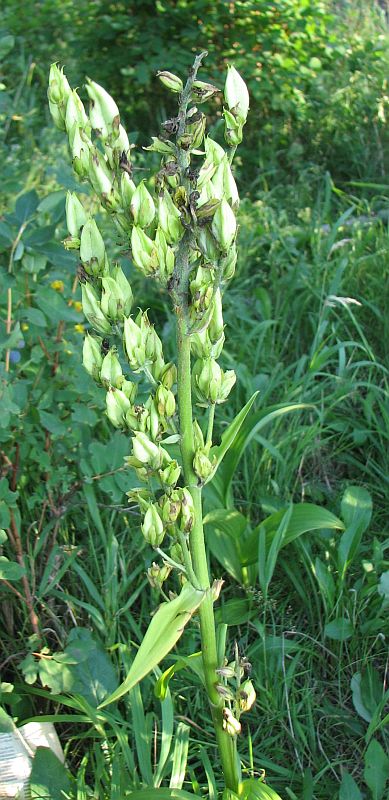 Изображение особи Veratrum lobelianum.