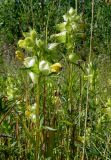 Rhinanthus vernalis