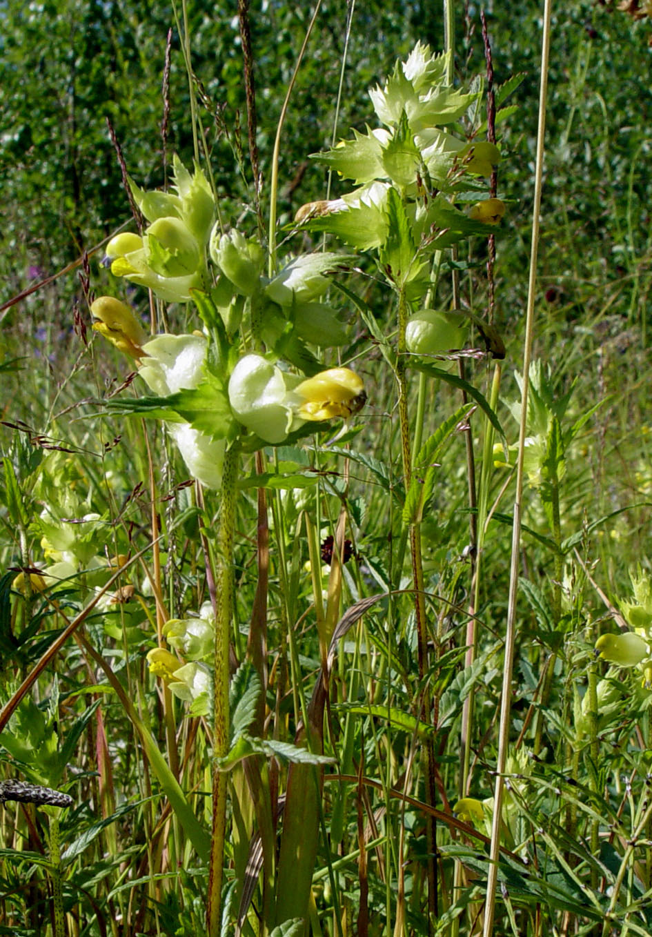 Изображение особи Rhinanthus vernalis.