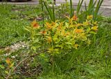 Spiraea japonica