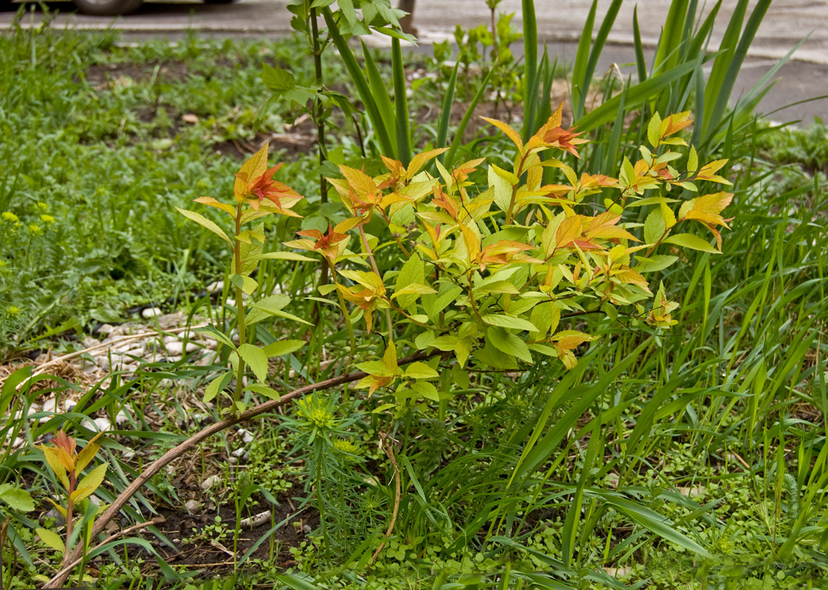Изображение особи Spiraea japonica.
