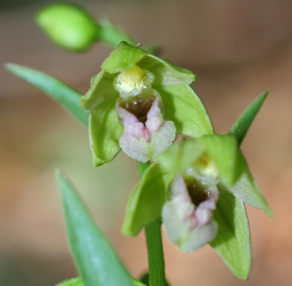 Изображение особи Epipactis persica.