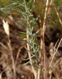 Linum austriacum. Прикорневая часть растения. Украина, г. Запорожье, восточная окраина, долина р. Мокрая Московка, степь. 17.06.2018.