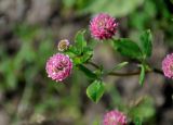 Trifolium hybridum ssp. elegans