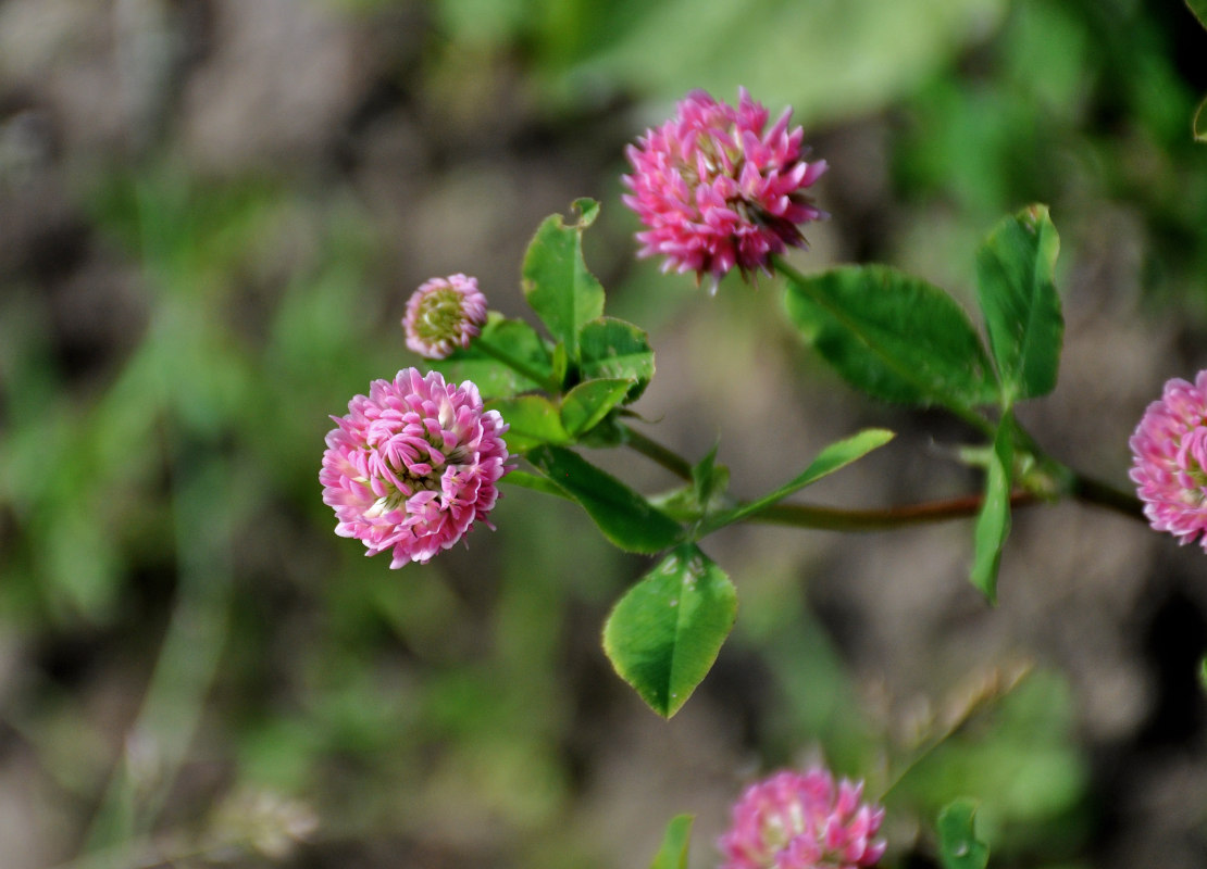 Изображение особи Trifolium hybridum ssp. elegans.