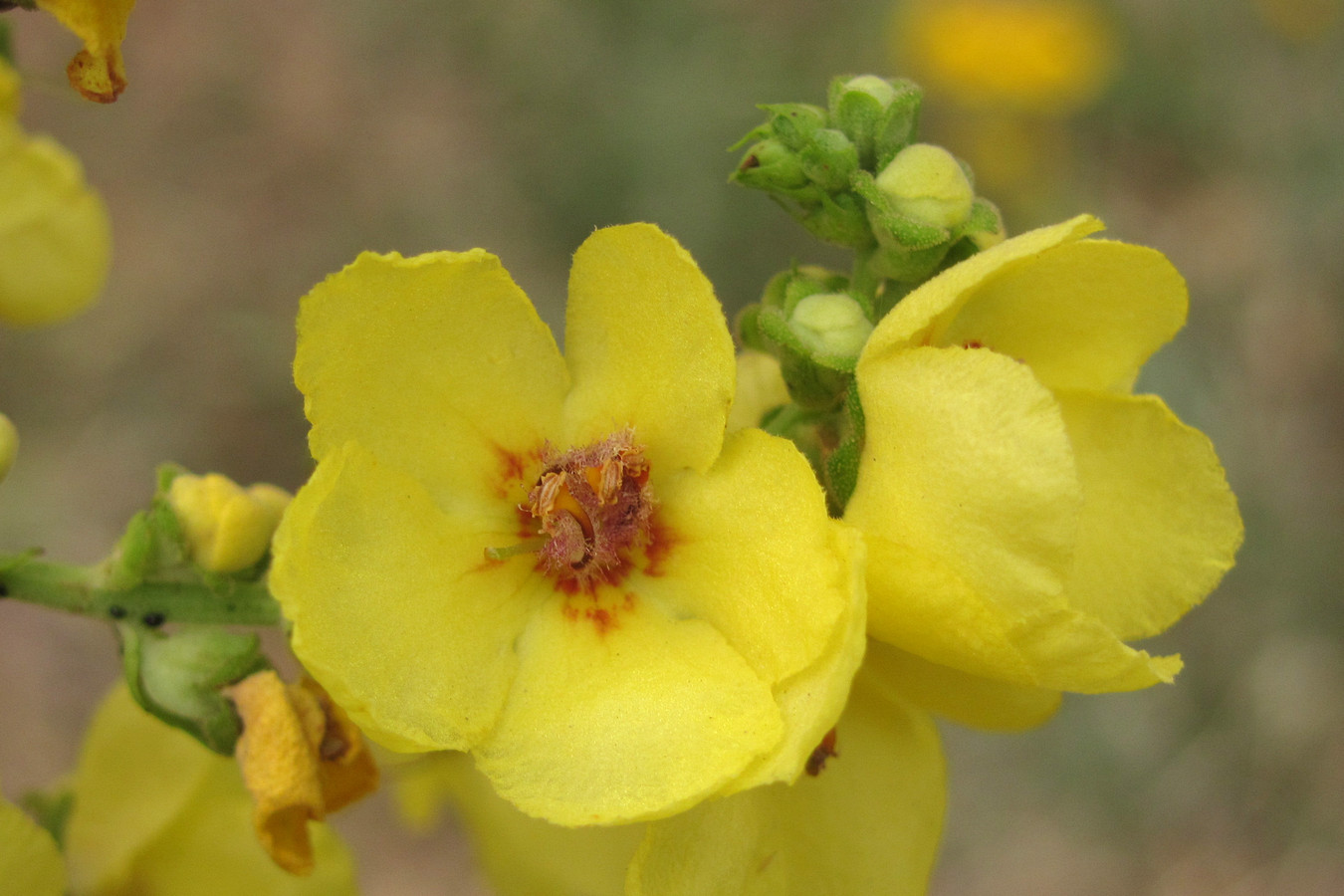 Изображение особи Verbascum pyramidatum.