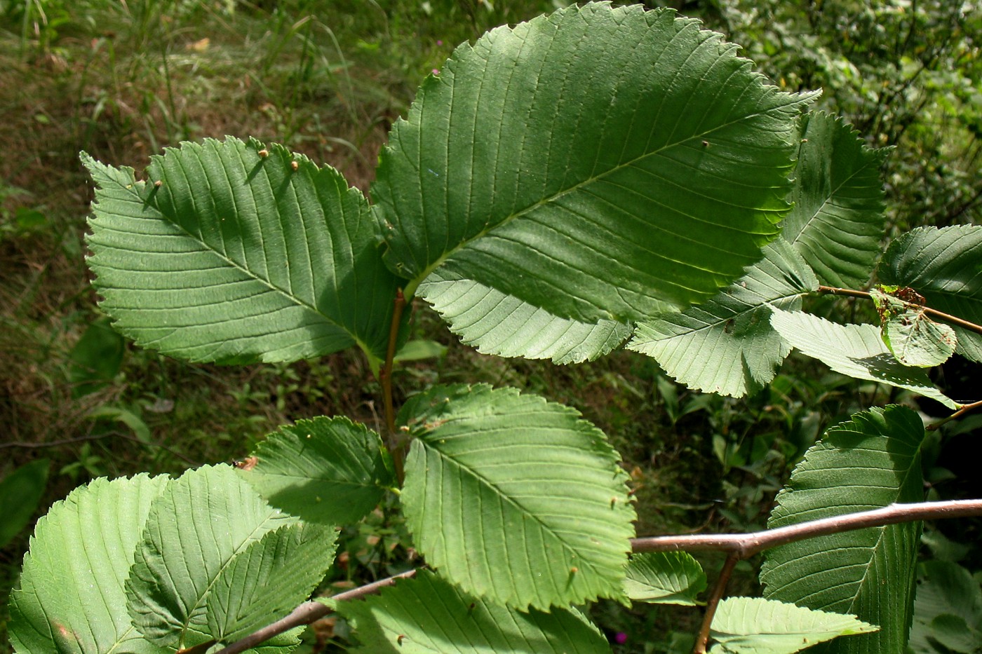 Изображение особи Ulmus laevis.