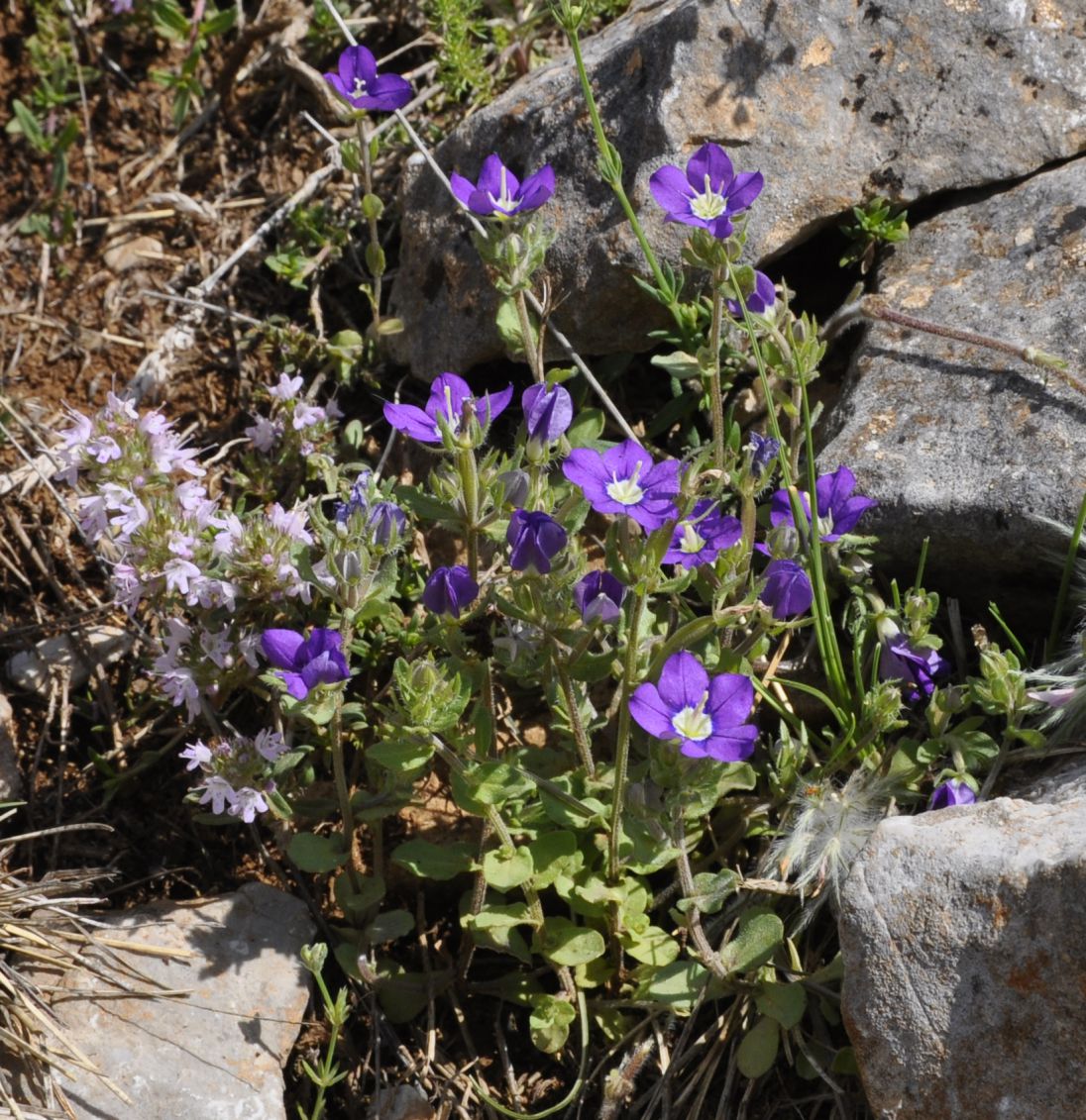 Image of Legousia speculum-veneris specimen.