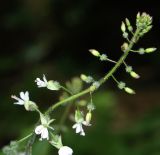 Circaea lutetiana