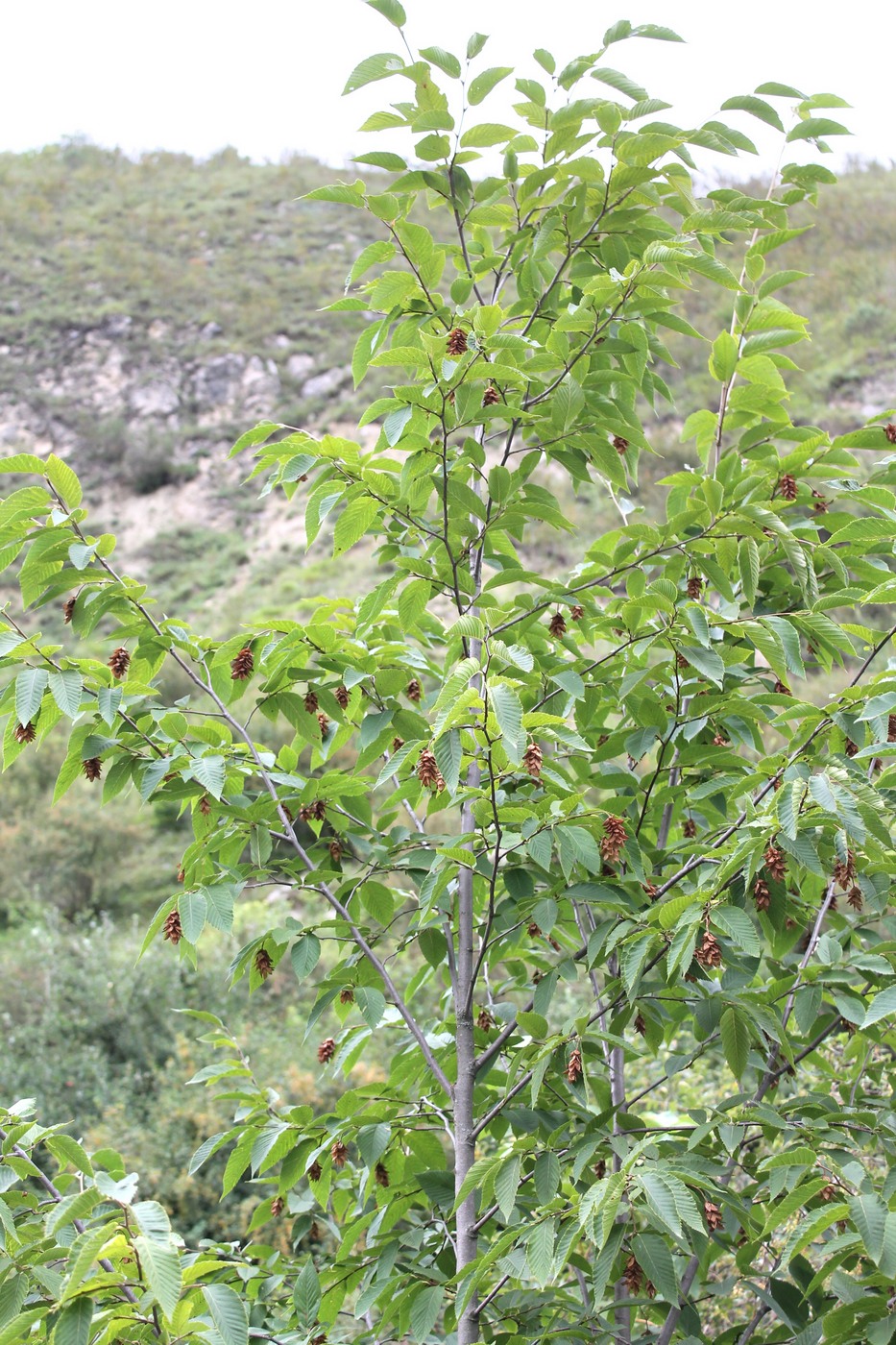 Image of Ostrya carpinifolia specimen.