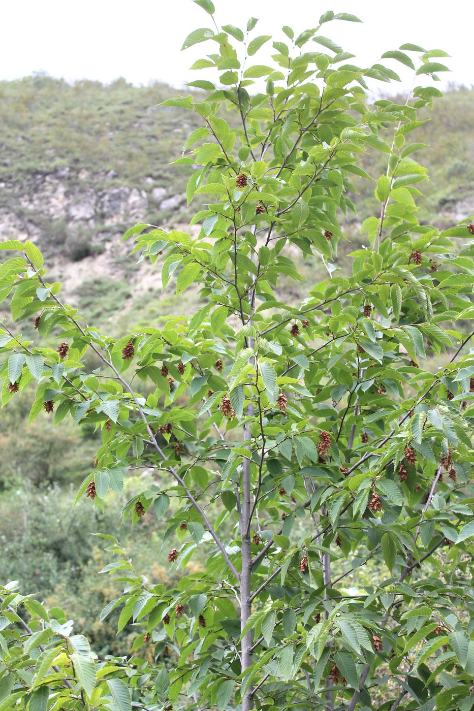 Изображение особи Ostrya carpinifolia.