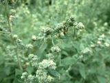 род Chenopodium. Побеги с соцветиями. Калининградская обл., г. Балтийск, городской пляж. 11 августа 2018 г.