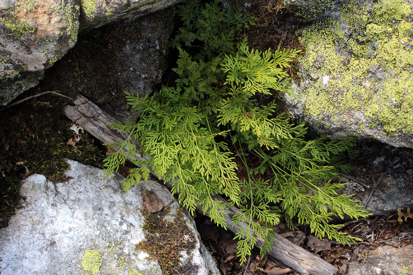 Image of Cryptogramma crispa specimen.