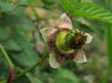 Rubus illecebrosus