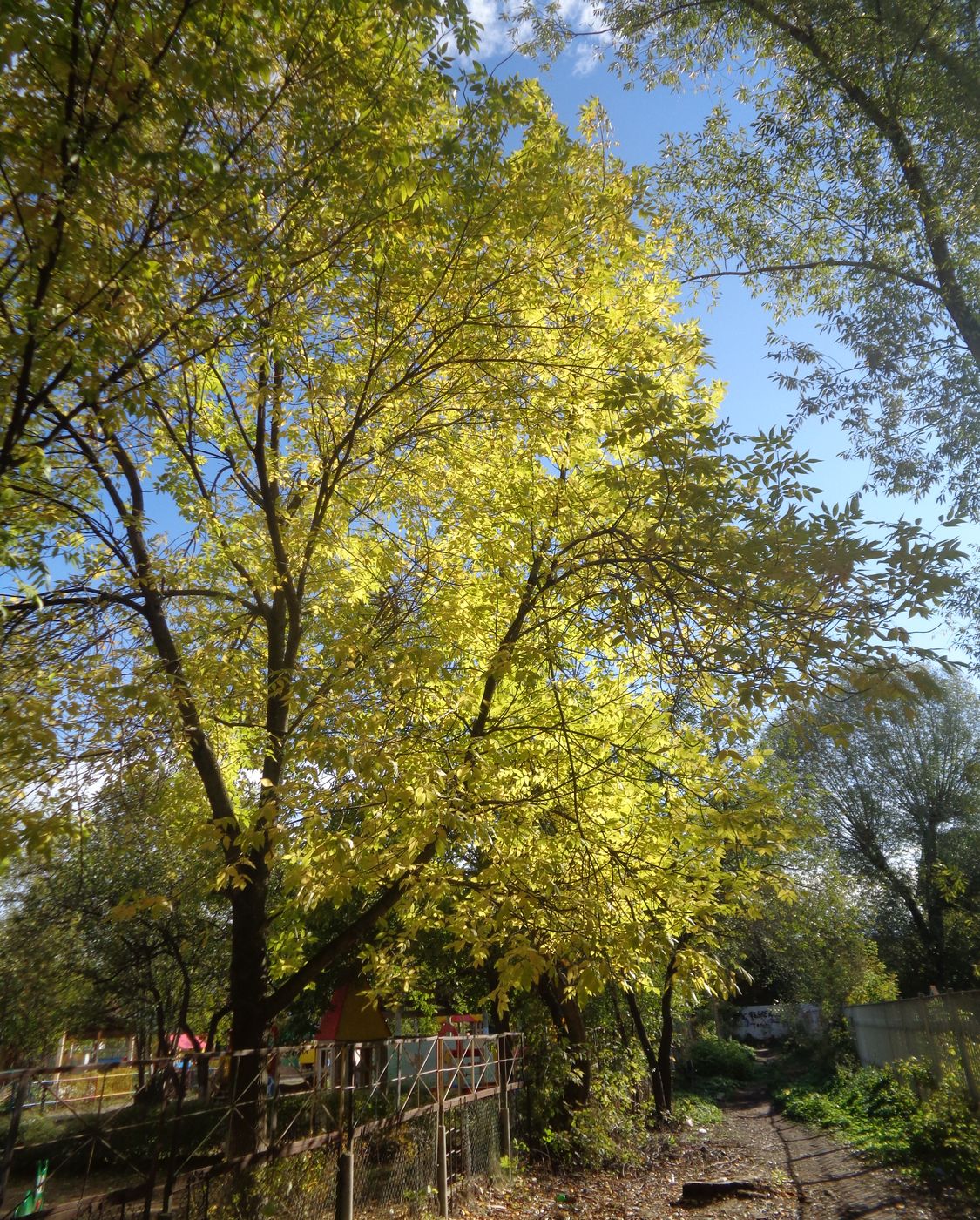 Image of Fraxinus pennsylvanica specimen.