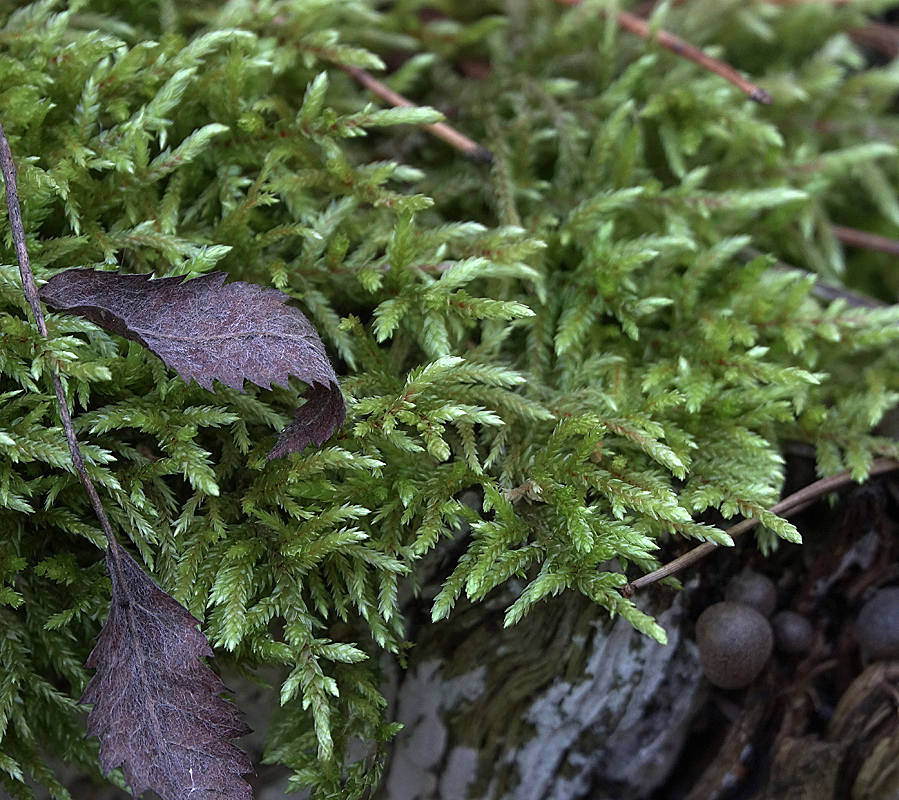 Image of Pleurozium schreberi specimen.