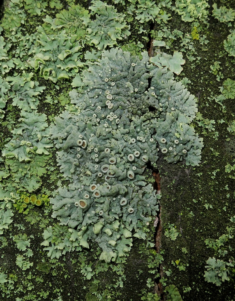 Изображение особи Physcia biziana.