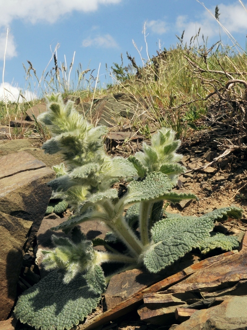 Image of Paraeremostachys karatavica specimen.