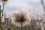 Cirsium setosum