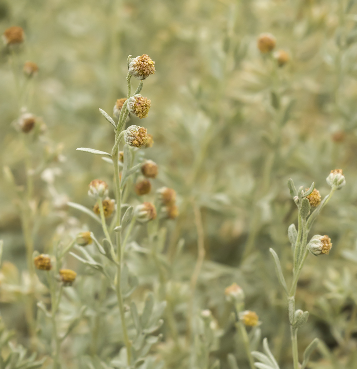 Image of Artemisia rutifolia specimen.