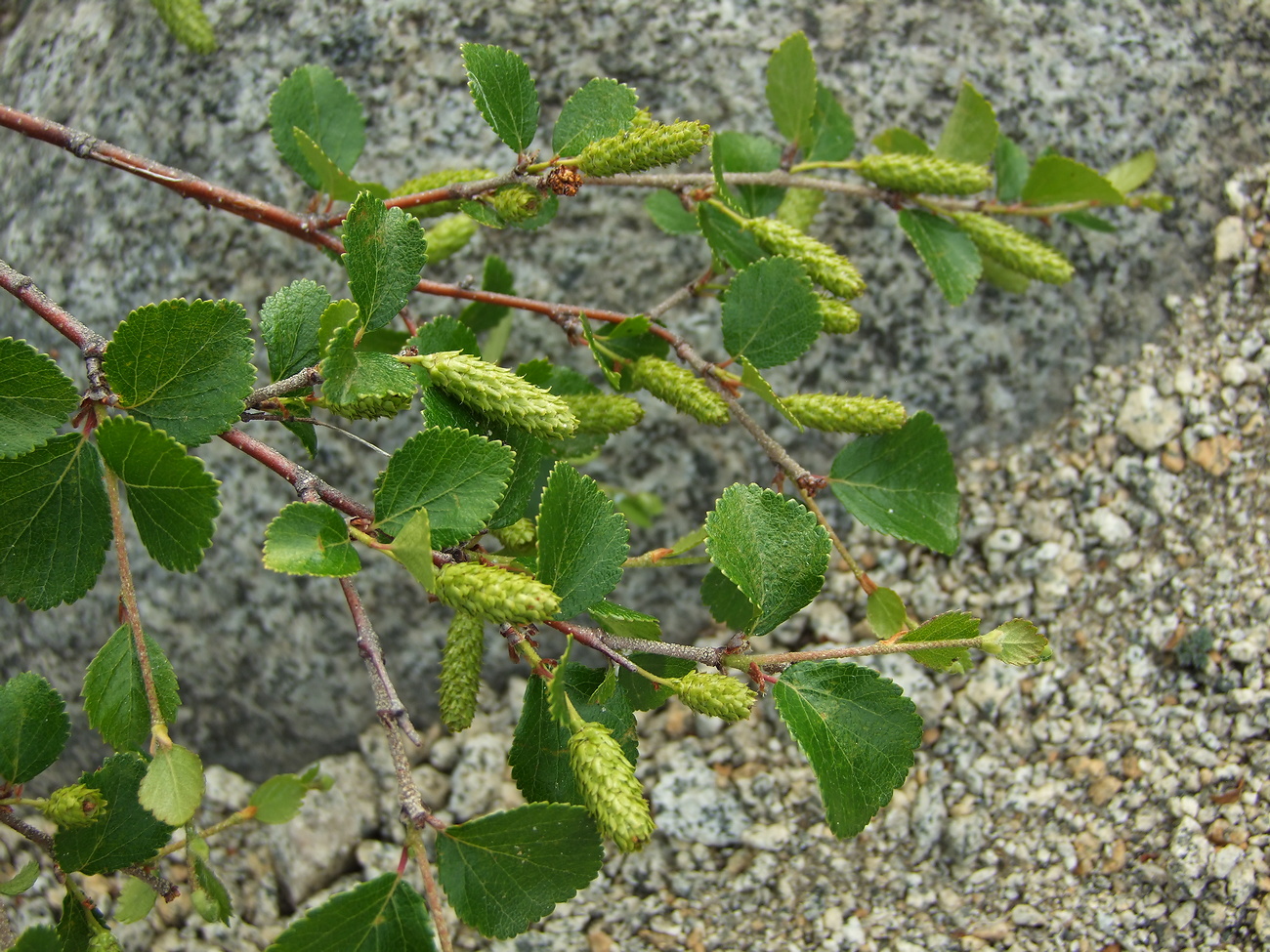 Image of Betula divaricata specimen.