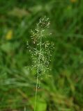 Agrostis tenuis