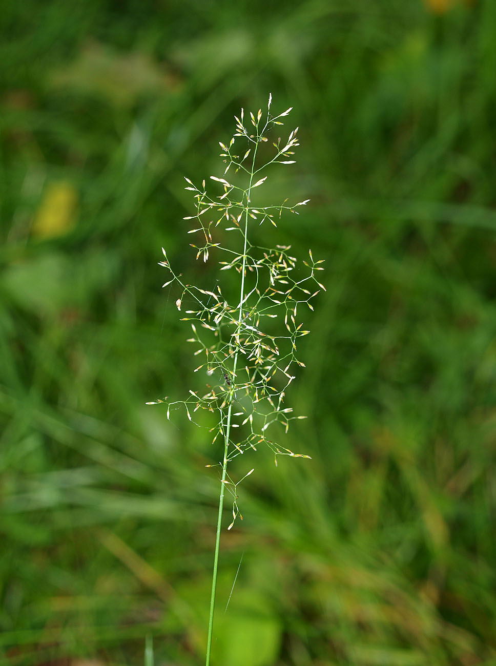 Изображение особи Agrostis tenuis.