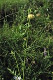 Cirsium erisithales