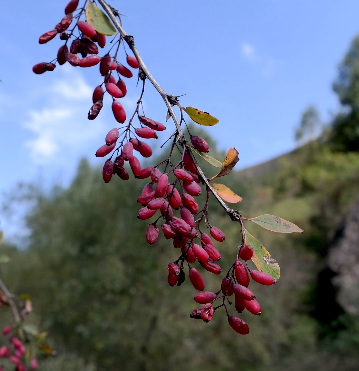 Image of Berberis vulgaris specimen.