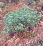 Euphorbia dendroides. Вегетирующее растение. Черногория, г. Будва, скальный склон у моря. 03.02.2019.