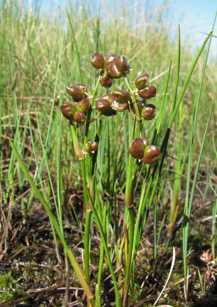 Изображение особи Scheuchzeria palustris.